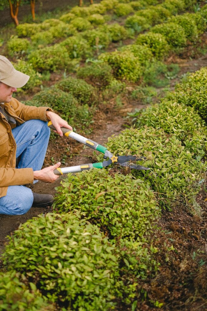 Photo by Anna Shvets A male gardener meticulously trims hedges in a rural outdoor field with pruning shears.