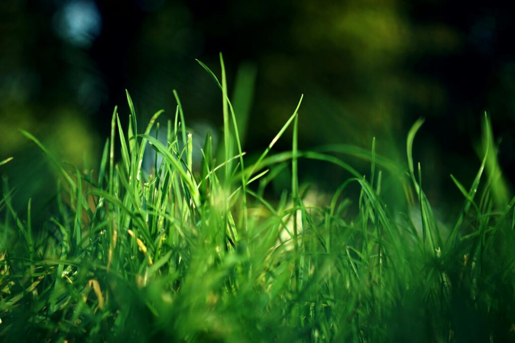 Photo by Karol D Detailed view of vibrant green grass blades under natural sunlight, showcasing outdoor nature.