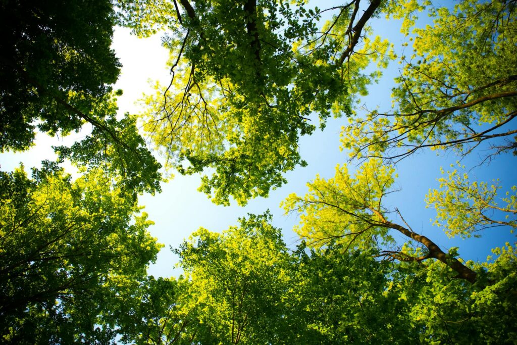 Photo by Valentin S Looking up through vibrant green tree canopy with blue sky. Perfect for nature and outdoor themes.